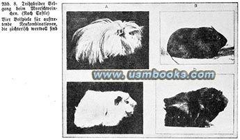 animal propagation in Nazi Germany