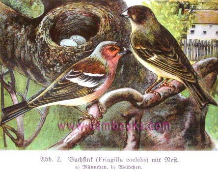 1941 GERMAN BIRD BOOK