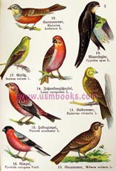 3rd Reich Hennicke bird book