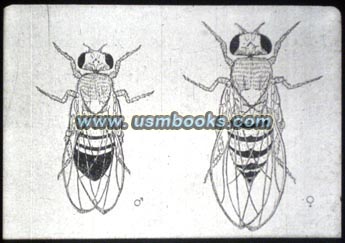 insect image